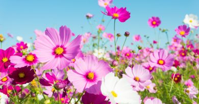 What Flowers to Plant in April (Zones 1-10)