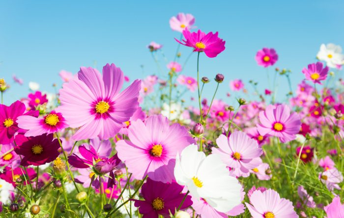 What Flowers to Plant in April (Zones 1-10)