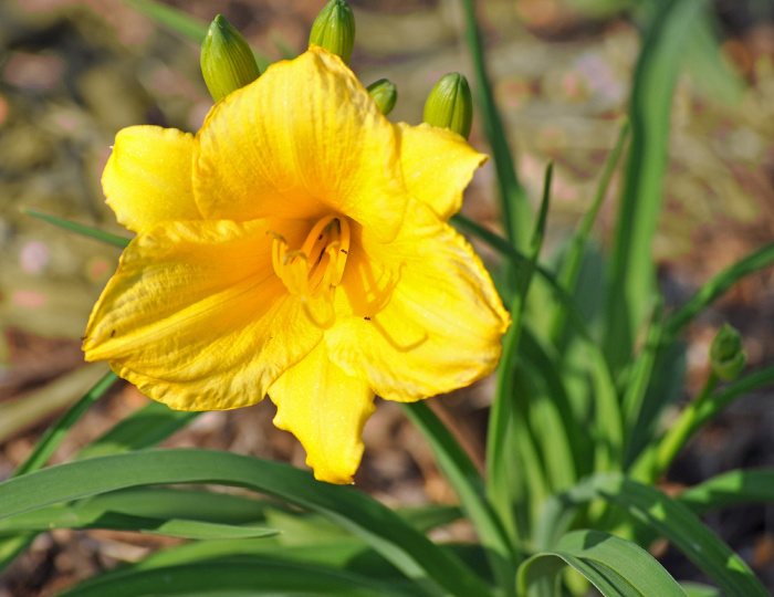 Yellow Day Lilly