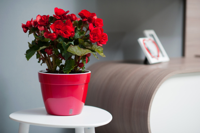 Begonias in a red pot