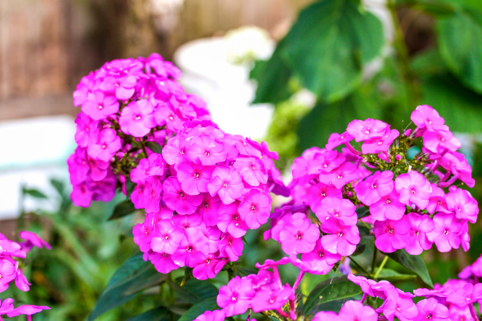 Pink Phlox Flowers