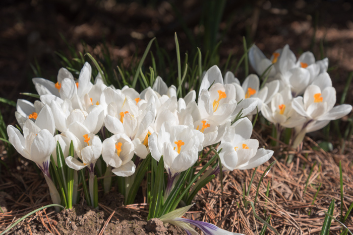 White Crocus Flowers