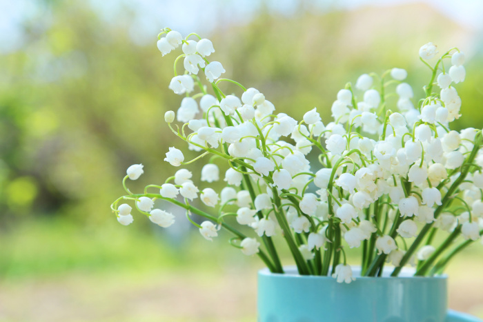 Lilly of the Valley flowers in a pot