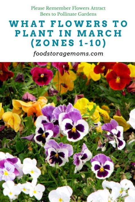 What Flowers to Plant in March (Zones 1-10)