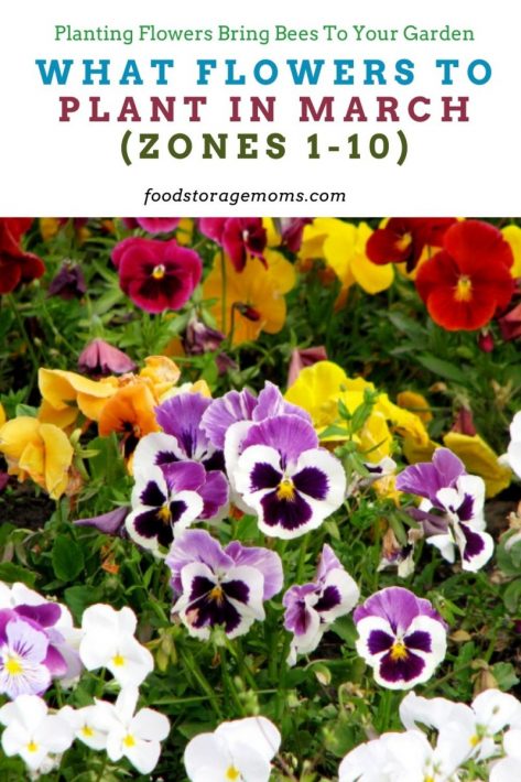 What Flowers to Plant in March (Zones 1-10)