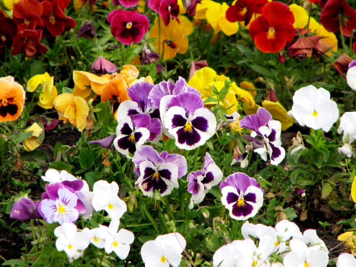 What Flowers to Plant in March (Zones 1-10)