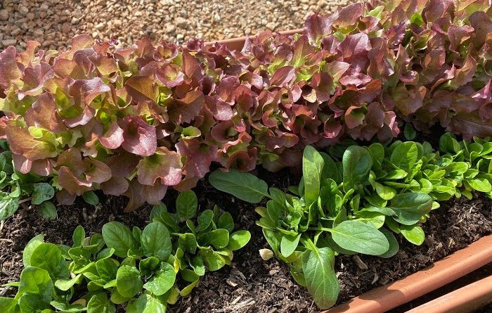 What To Plant In April-Zones 1-10