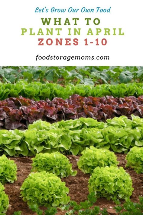 What To Plant In April-Zones 1-10