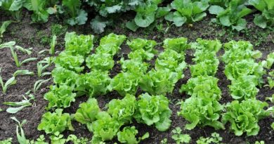 What To Plant In March-Zones 1-10