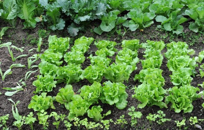 What To Plant In March-Zones 1-10