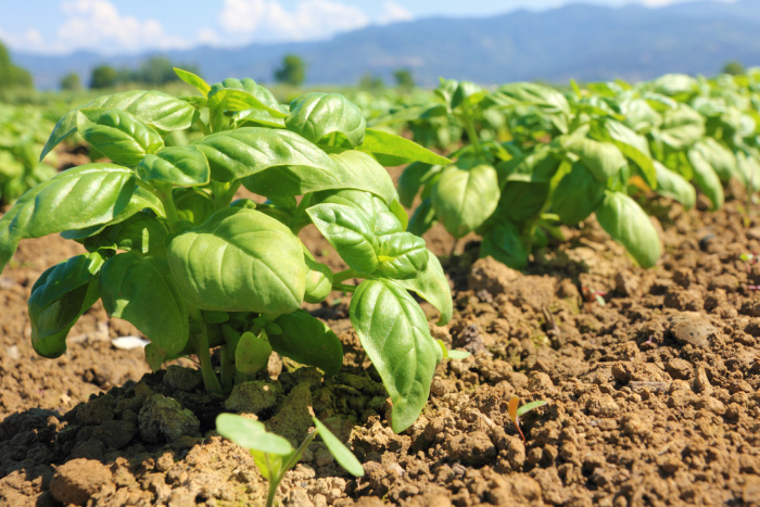 Basil: Everything You Need To Know 