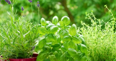 Basil: Everything You Need To Know