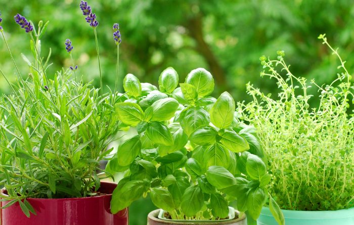Basil: Everything You Need To Know