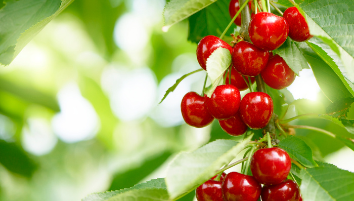 Cherries hanging from a tree