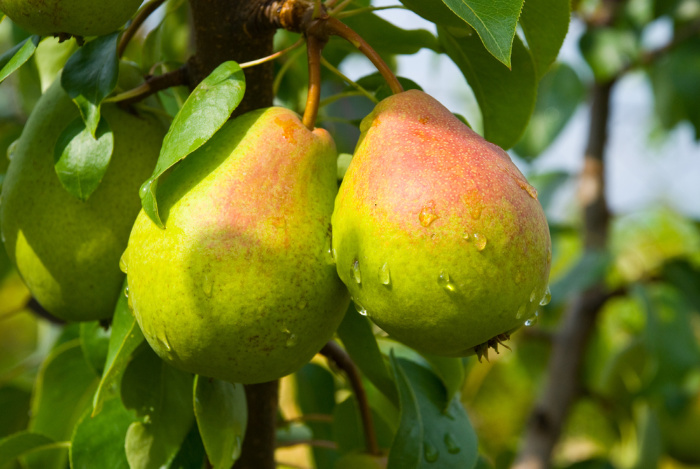 Pears hanging from a tree