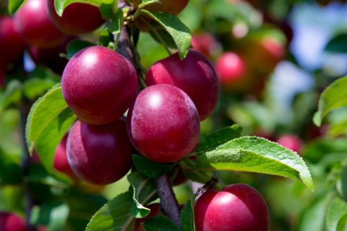Fruit Trees: The Ones You Need To Grow 