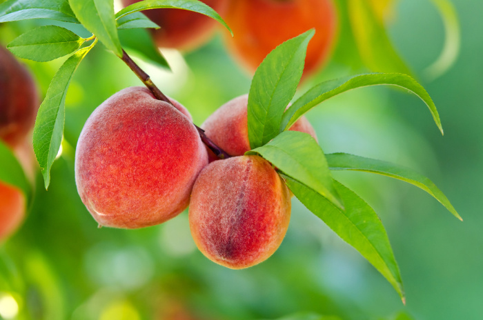 Fruit Trees: The Ones You Need To Grow 