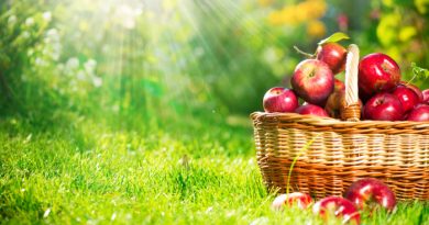 Fruit Trees: The Ones You Need To Grow