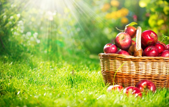 Fruit Trees: The Ones You Need To Grow
