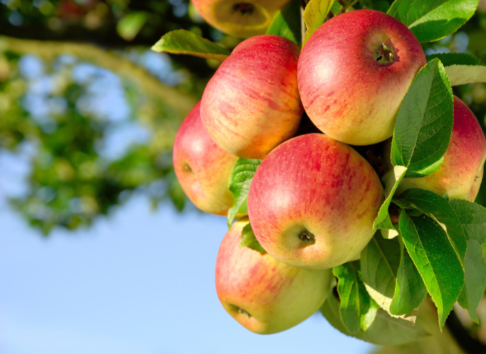 Fruit Trees: The Ones You Need To Grow