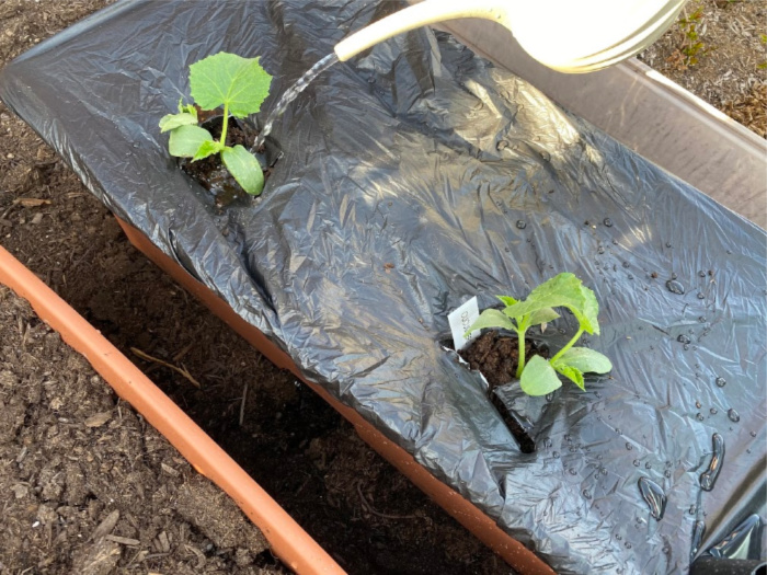 How To Plant Vegetables On Your Deck