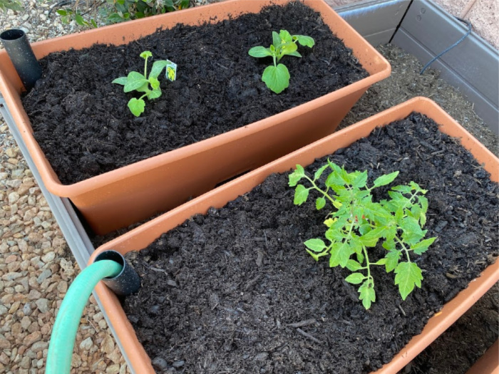 How To Plant Vegetables On Your Deck