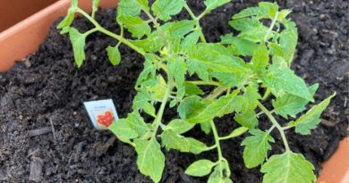 How To Plant Vegetables On Your Deck