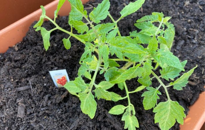 How To Plant Vegetables On Your Deck