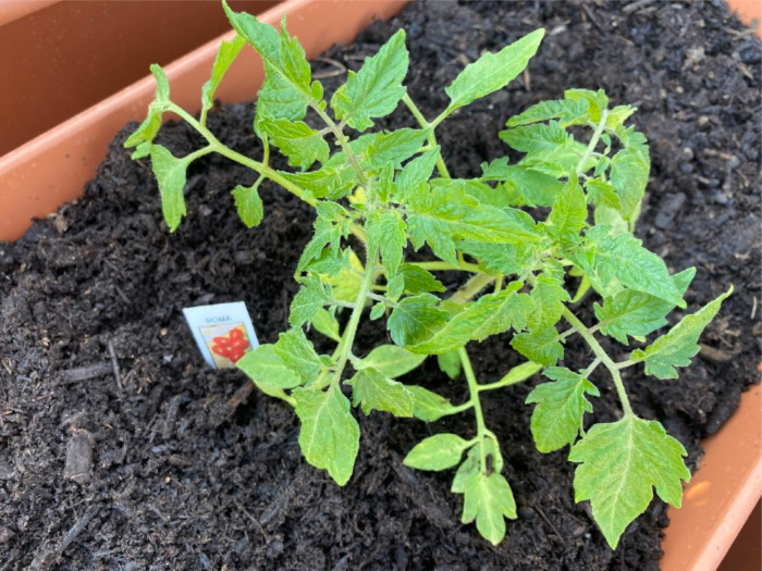 How To Plant Vegetables On Your Deck