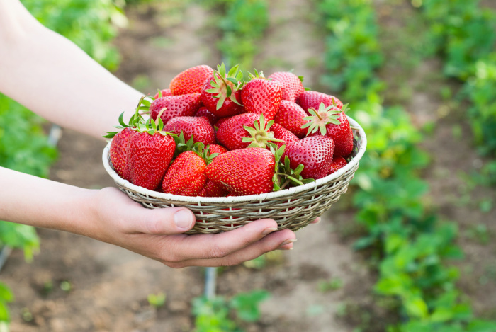 Strawberries in a basket