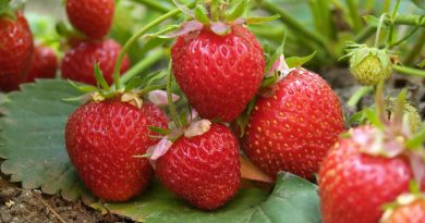 Strawberries: Everything You Need to Know