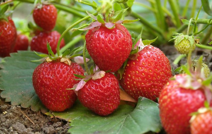 Strawberries: Everything You Need to Know