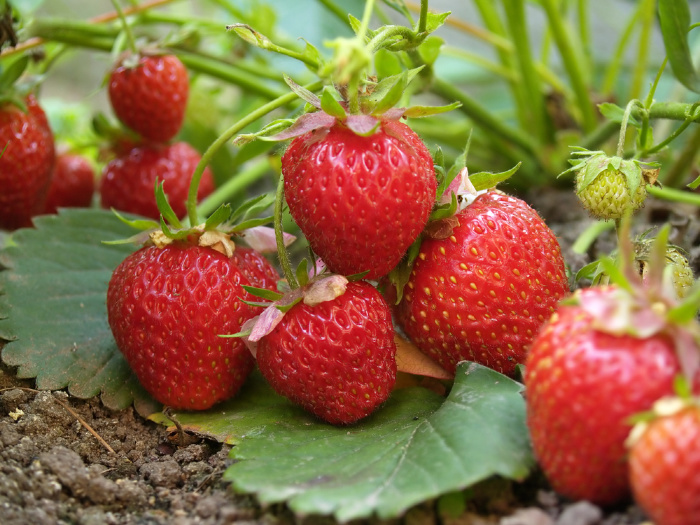 Strawberries: Everything You Need to Know