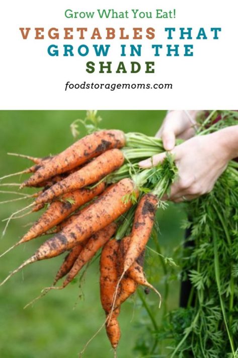 Vegetables That Grow In The Shade
