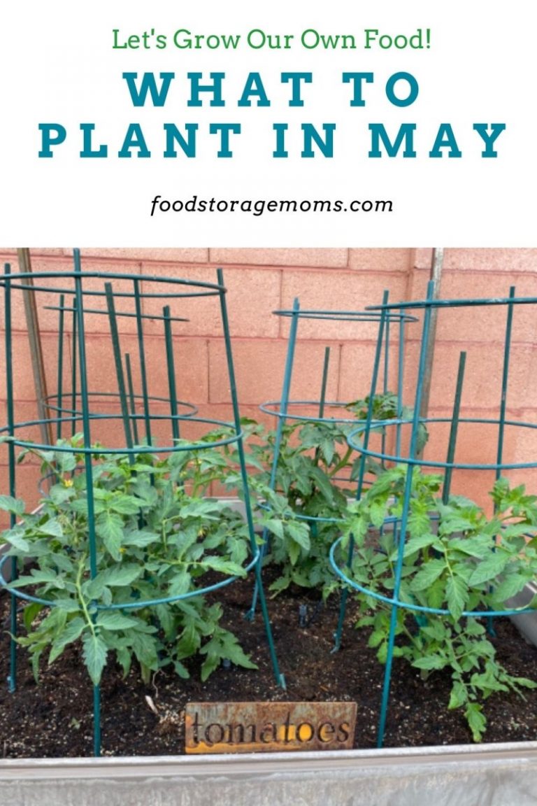 What To Plant In MayZones 110 Food Storage Moms