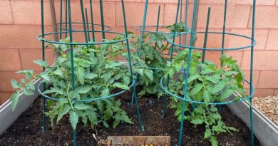 Tomatoes Growing in My Garden