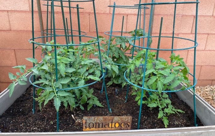 Tomatoes Growing in My Garden