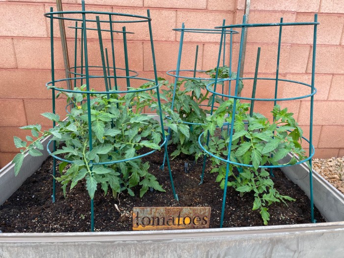Tomatoes Growing in My Garden