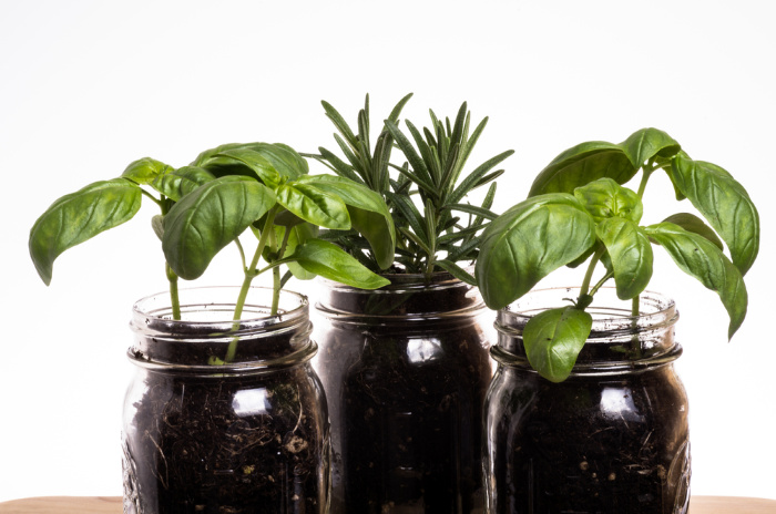 Mason Jars with Herbs