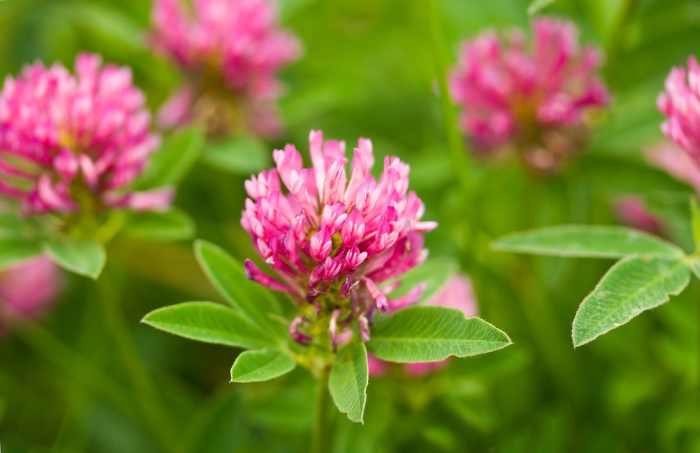 Can I Eat Dandelions? Edible Weeds Pink Clover
