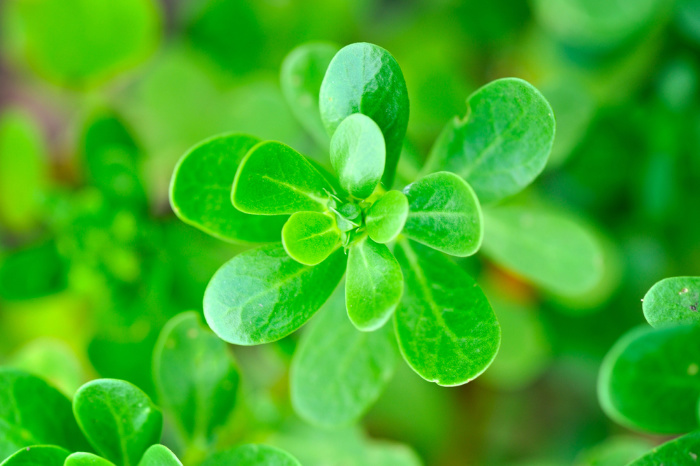 Can I Eat Dandelions? Edible Weeds Purslane