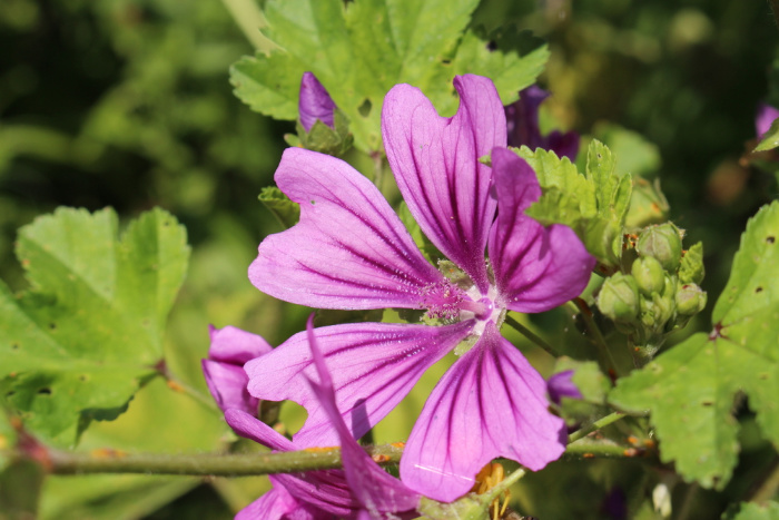 Can I Eat Dandelions? Other Edible Weeds Mallows