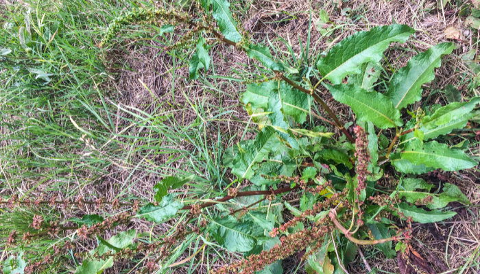 Can I Eat Dandelions? Other Edible Weeds Curly Dock