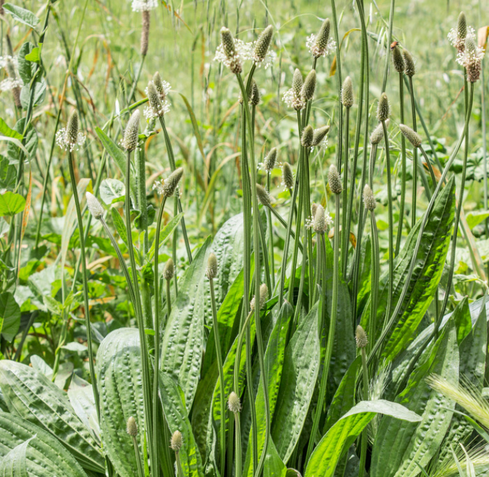 Can I Eat Dandelions? Other Edible Weeds Plantain Weeds