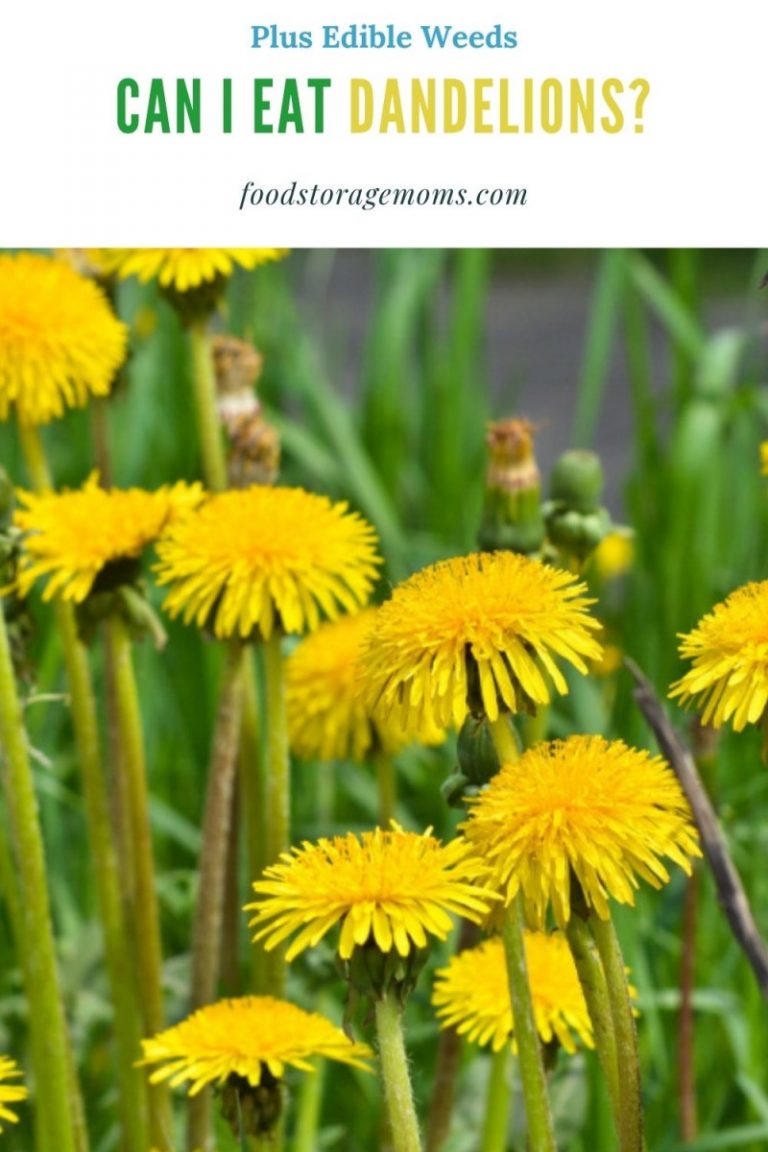 Can I Eat Dandelions? Other Edible Weeds Food Storage Moms
