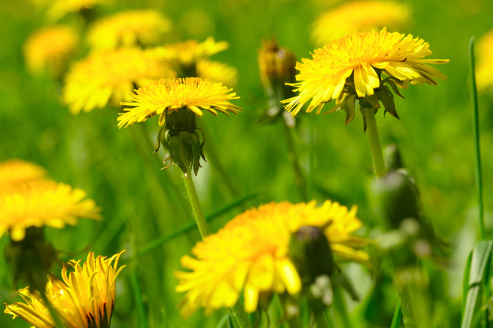 Can I Eat Dandelions? Edible Weeds