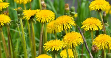 Can I Eat Dandelions? Edible Weeds