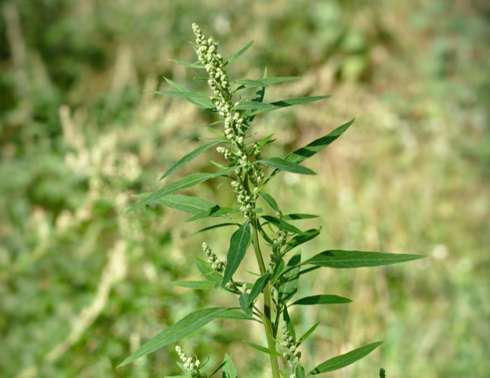 Can I Eat Dandelions? Edible Weeds Lambs Quarters