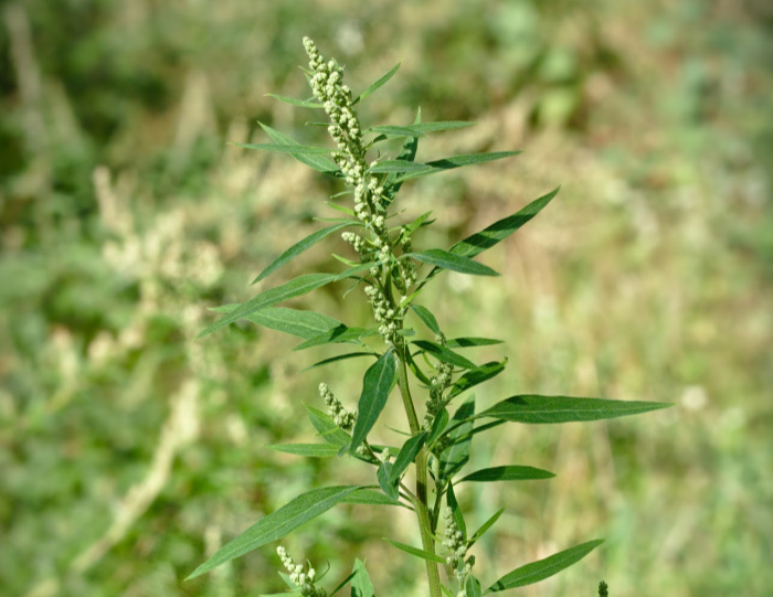 Can I Eat Dandelions? Edible Weeds  Lambs Quarters