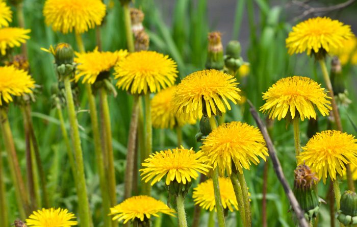 Can I Eat Dandelions? Edible Weeds